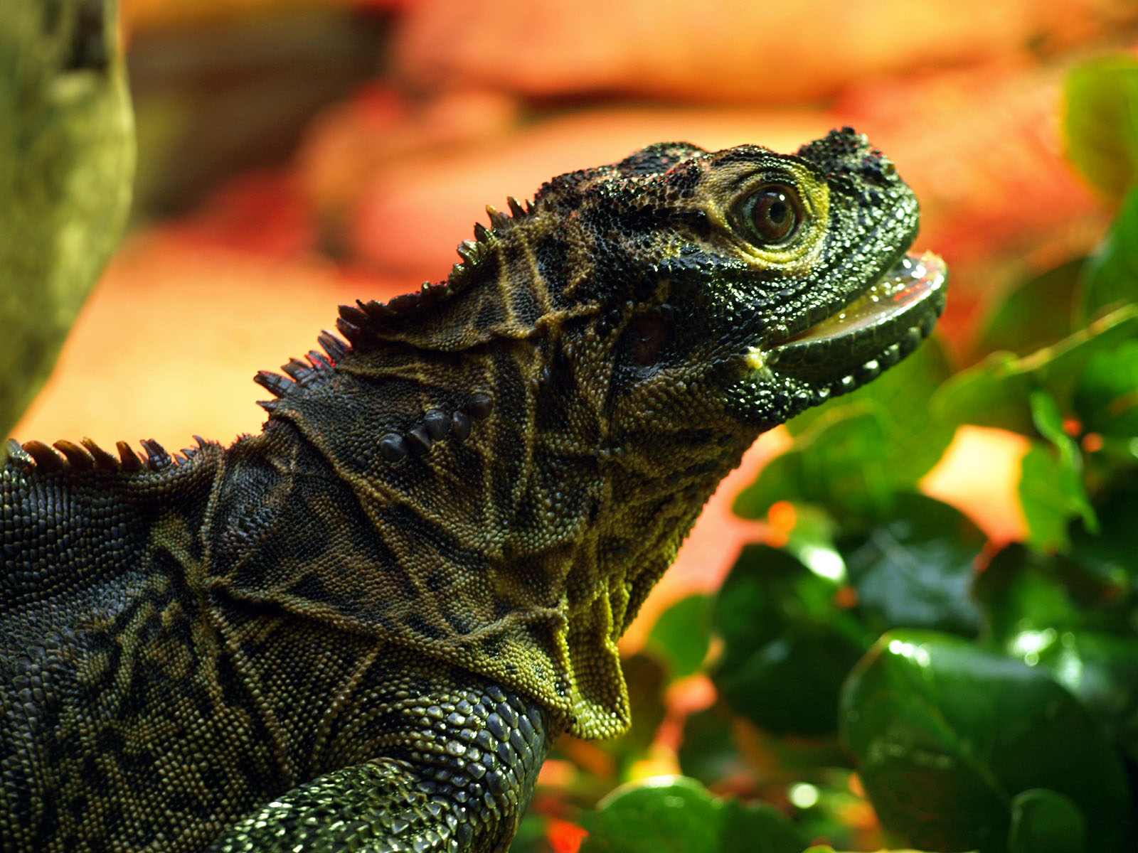 Philippine Sailfin lizard