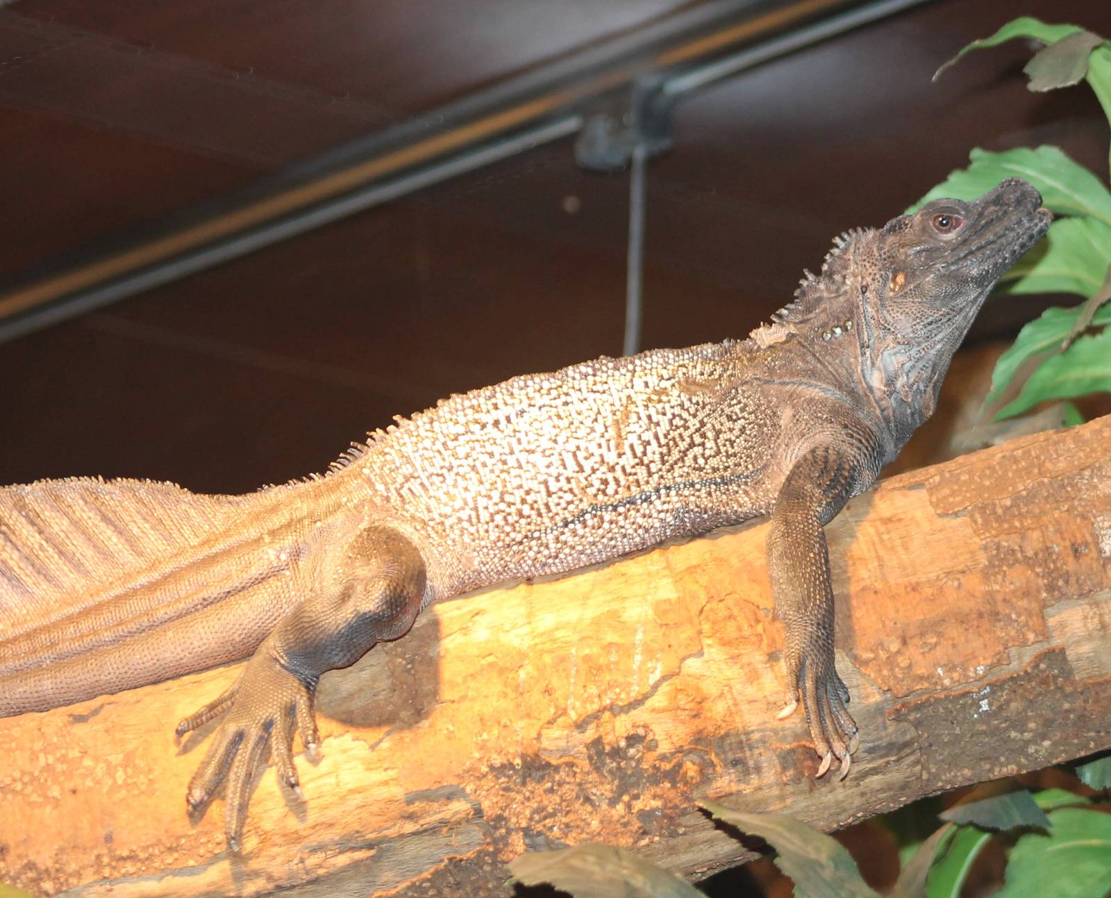 Philippine sailfin lizard