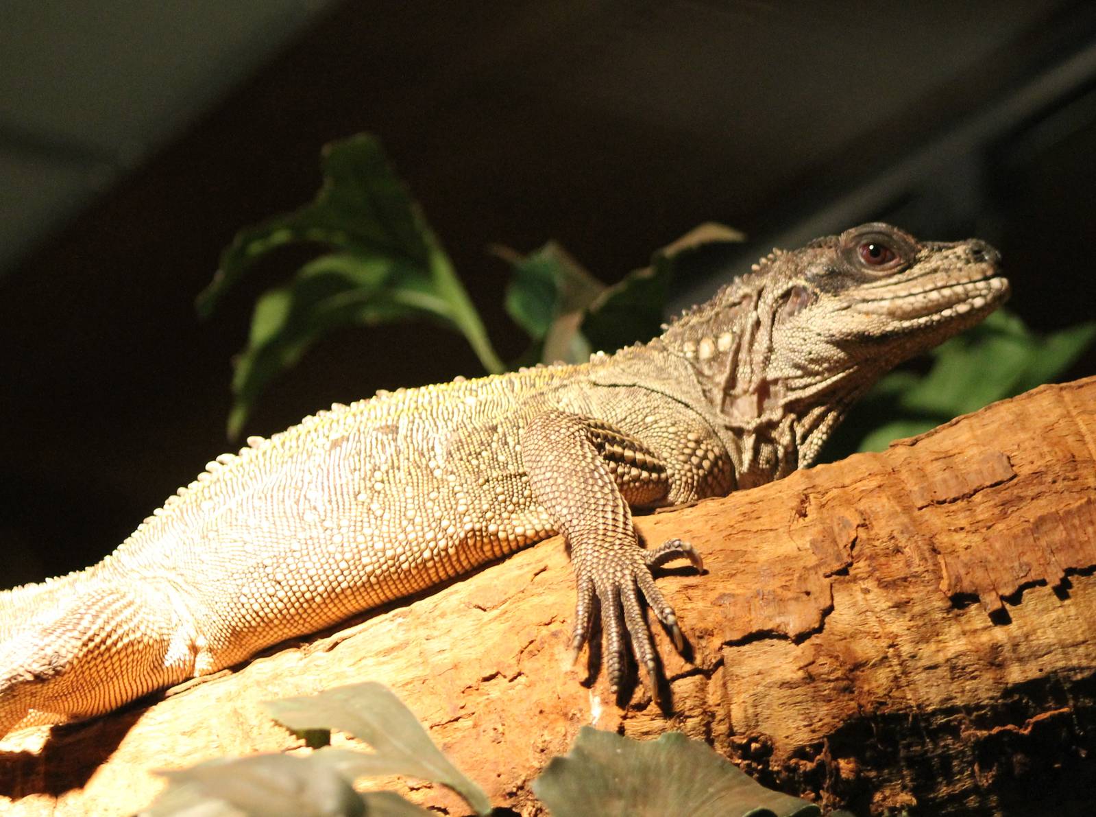 Philippine sailfin lizard