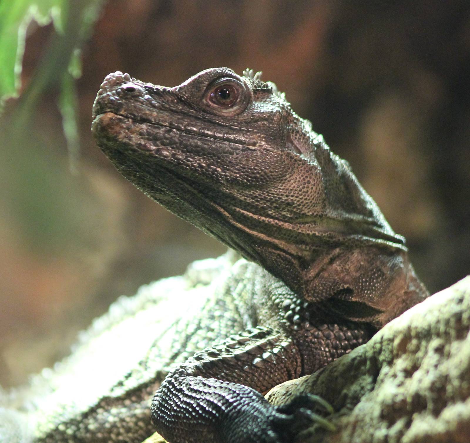 Philippine sailfin lizard
