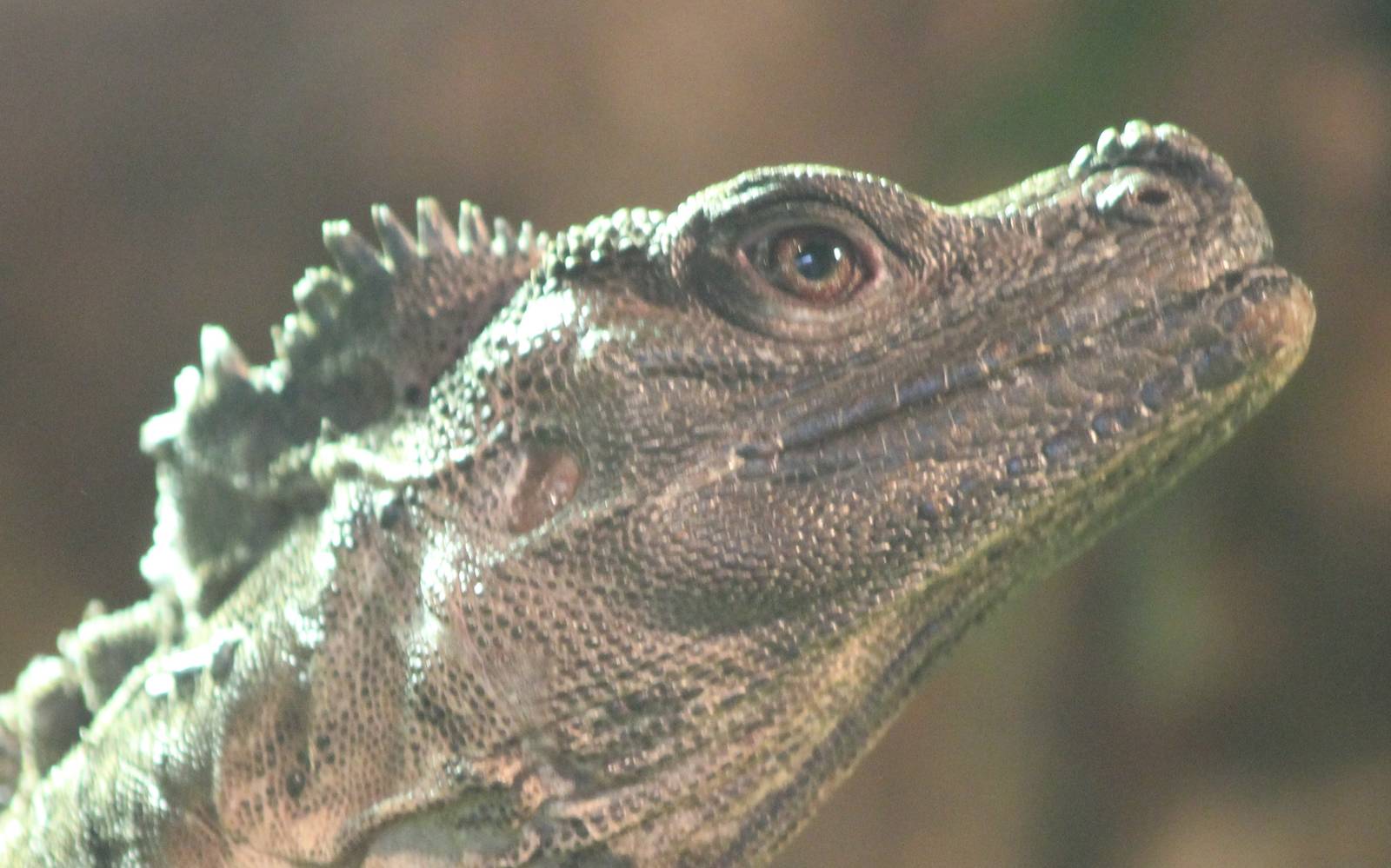 Philippine sailfin lizard