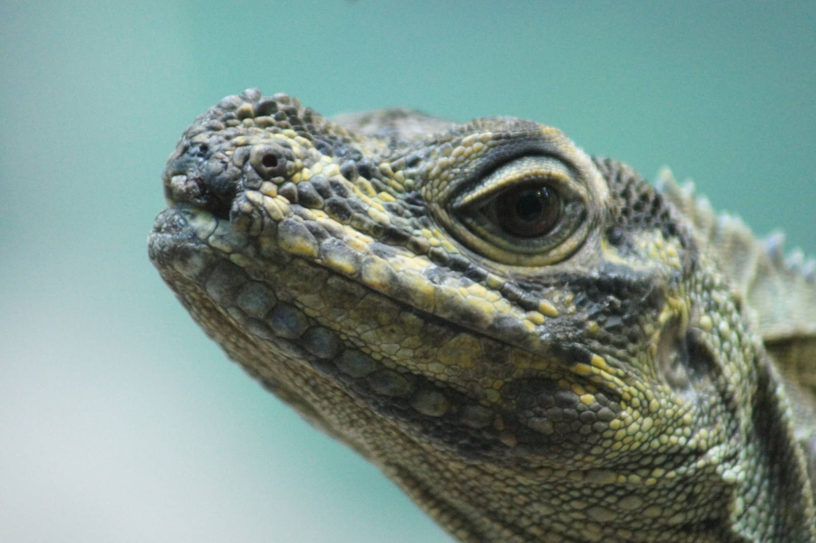 Philippine sailfin lizard
