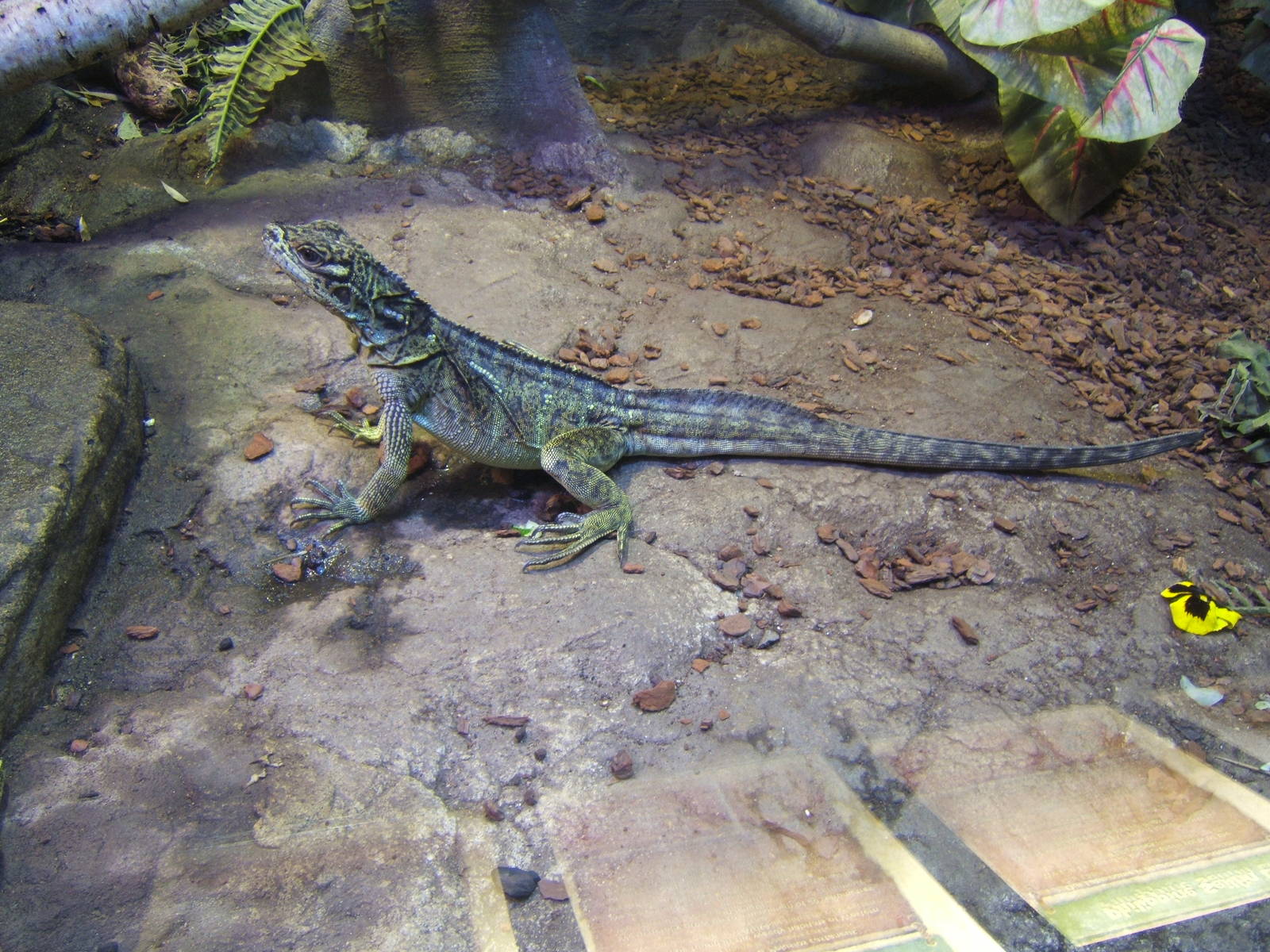 Philippine Sailfin Lizard