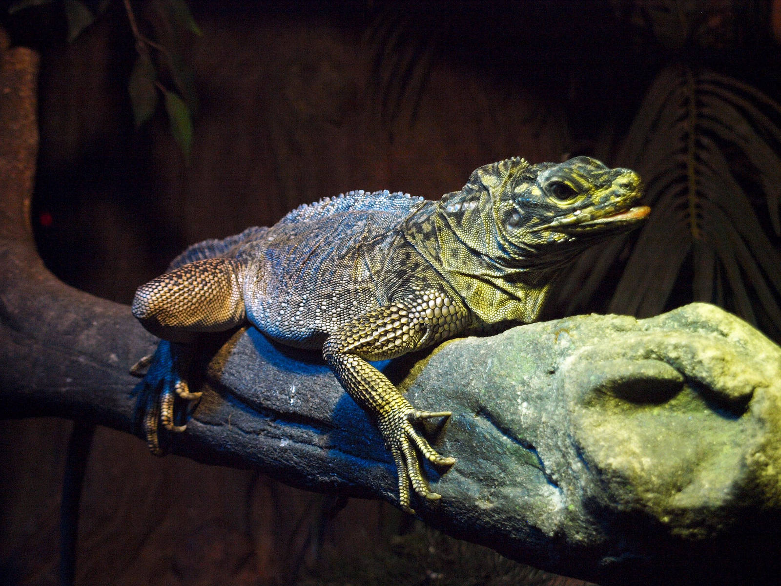Philippine Sailfin lizard