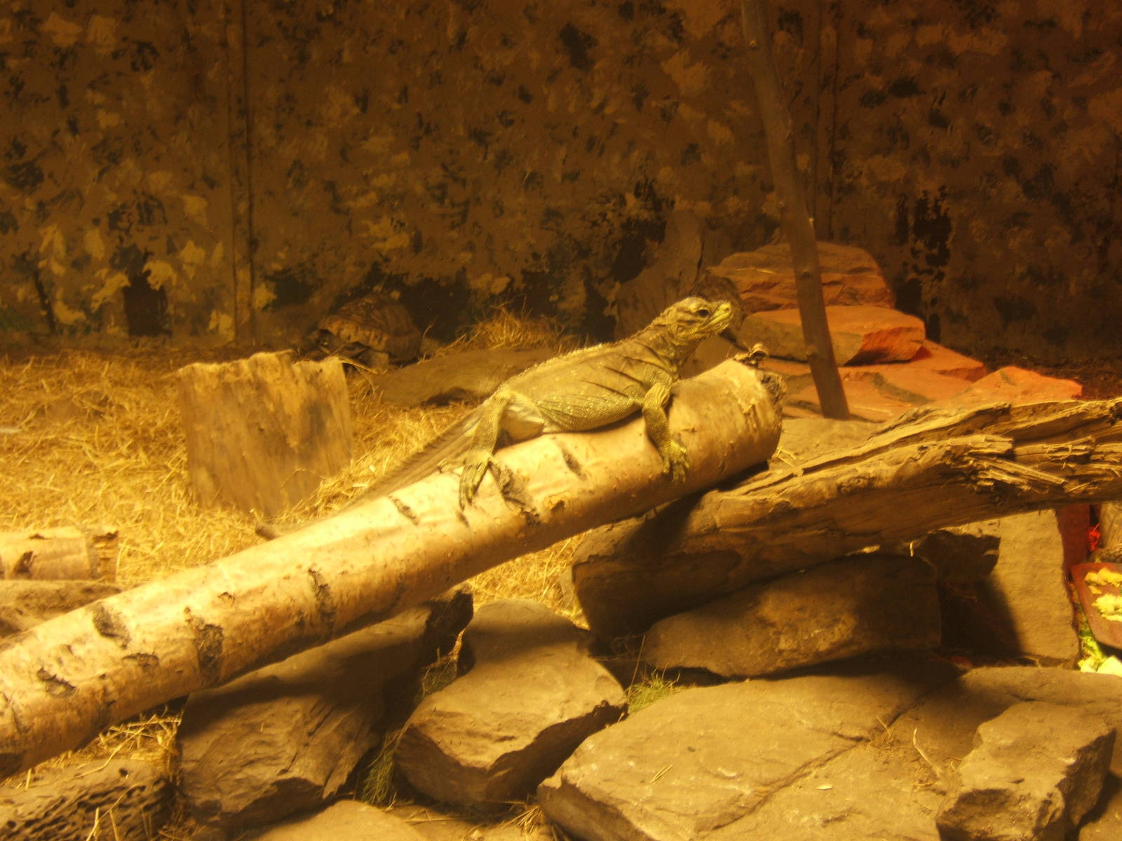 Philippine Sailfin Lizard