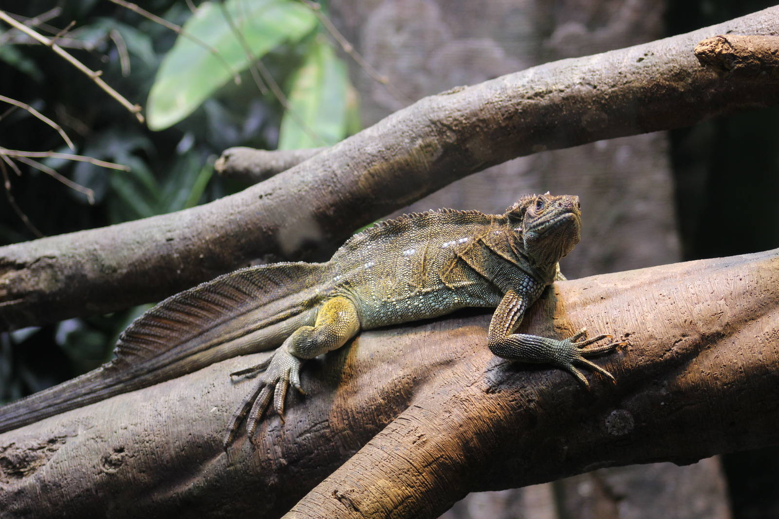 Philippine Sailfin Lizard