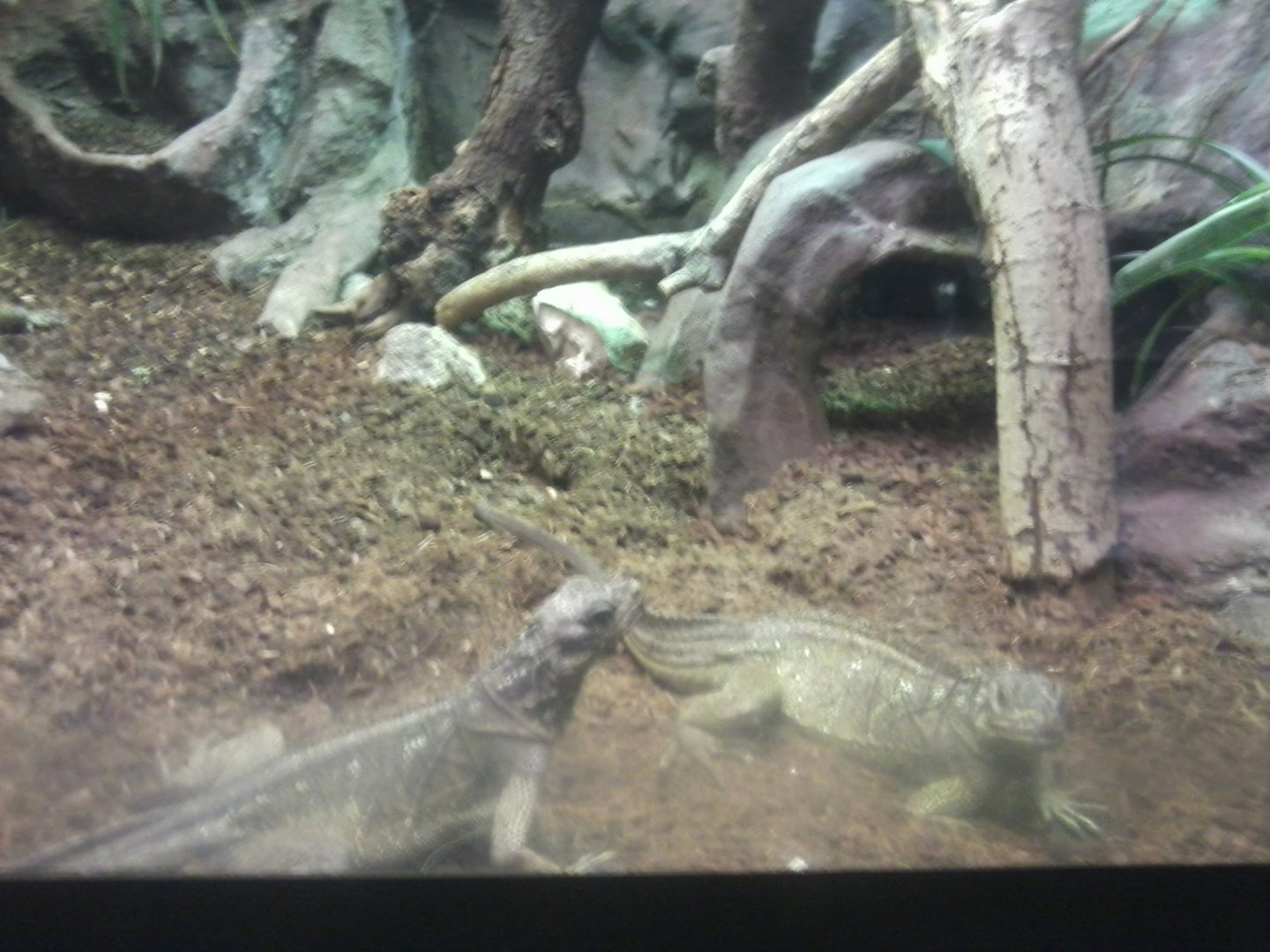 Philippine sailfin lizard