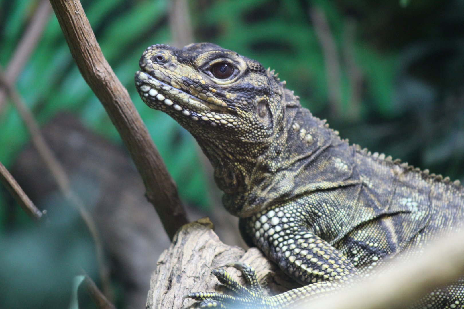 Philippine sailfin lizard