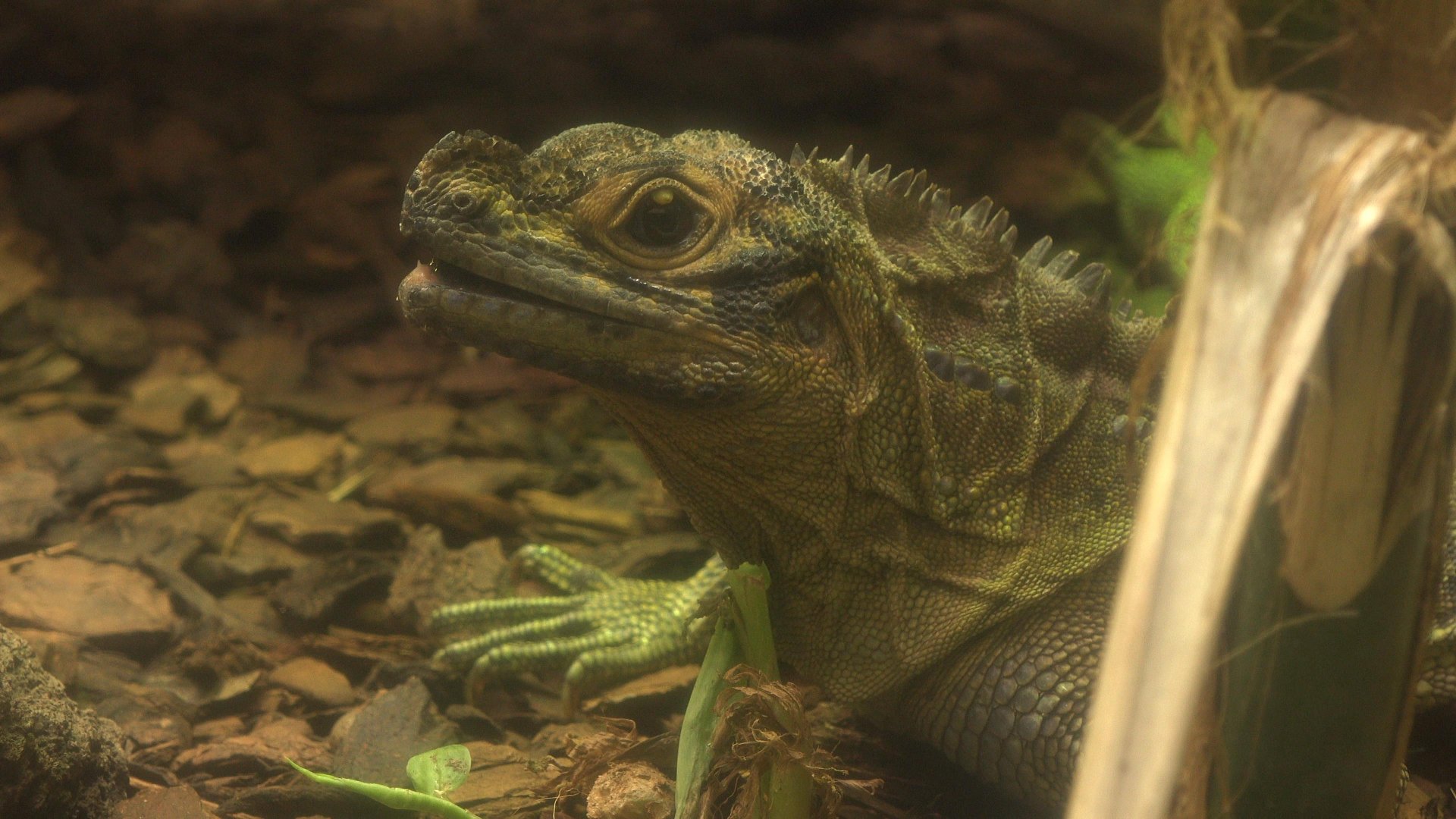 Philippine Sailfin Lizard