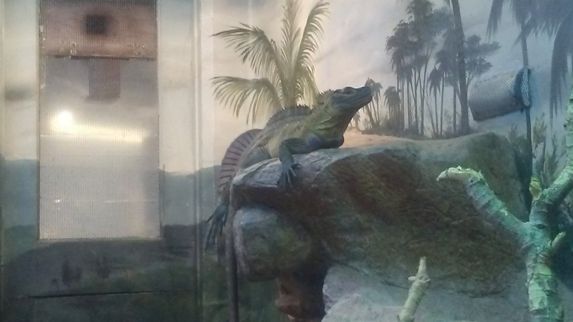 Philippine sailfin lizard