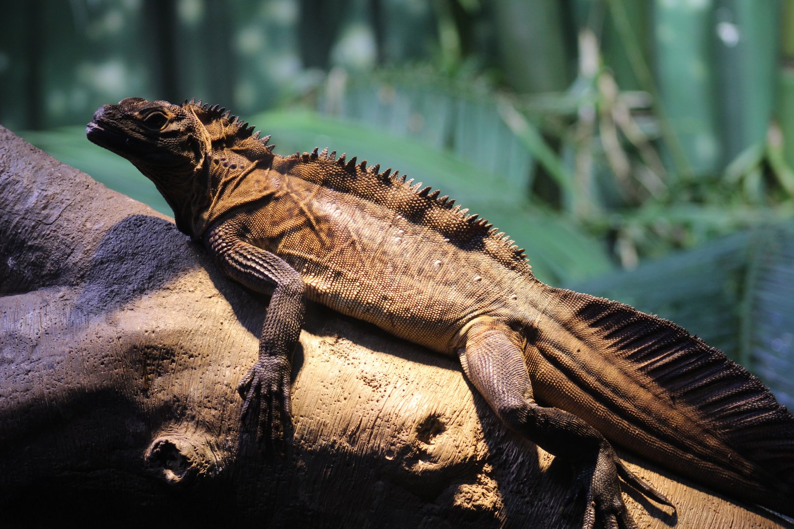 Philippine Sailfin Lizard