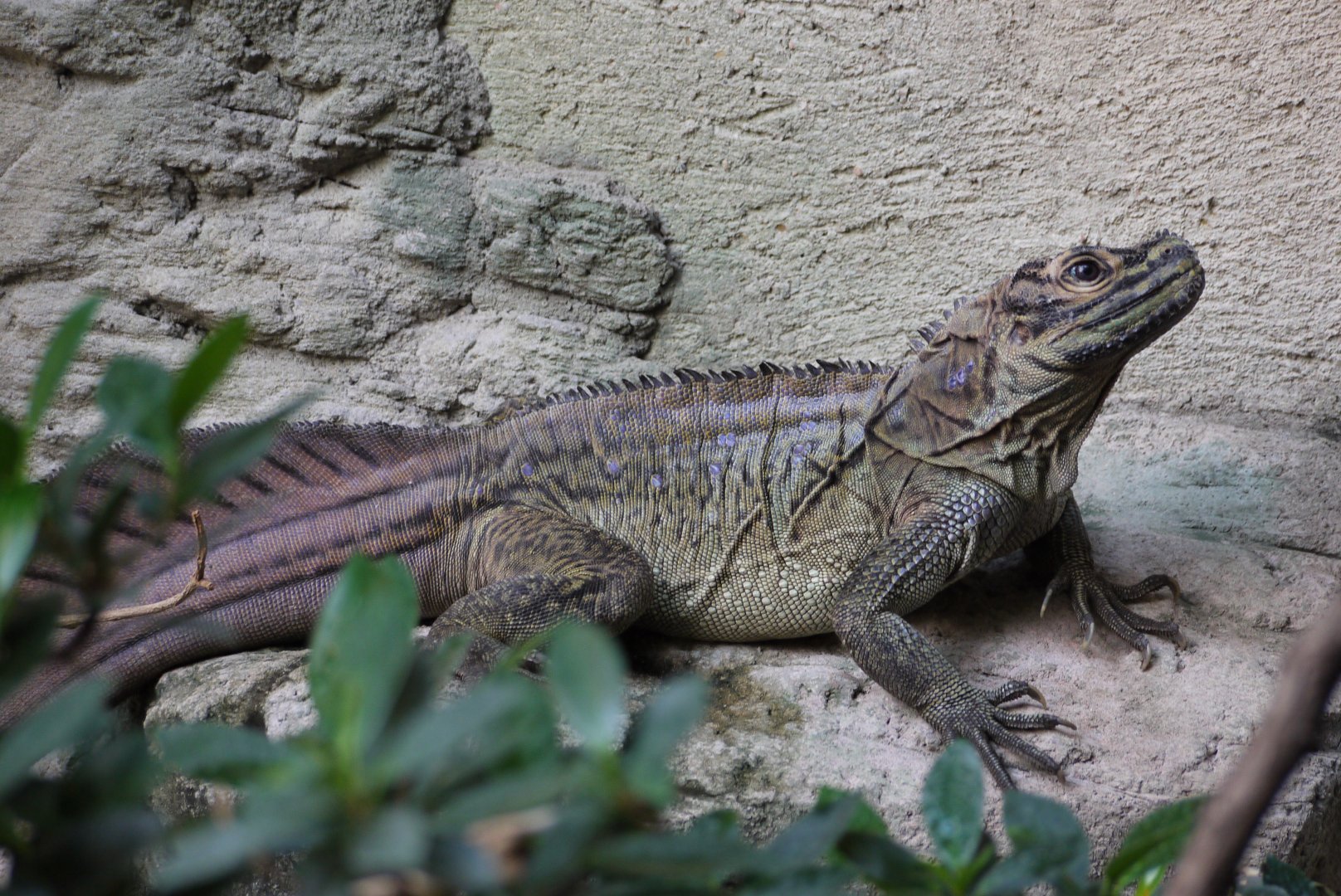 Philippine Sailfin Lizard