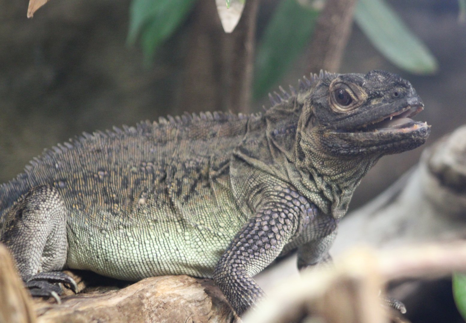 Philippine sailfin lizard