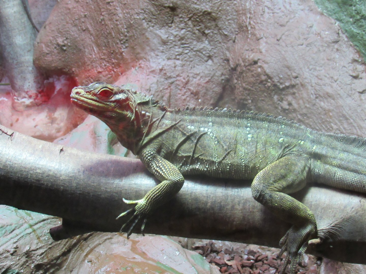 Philippine Sailfin Lizard