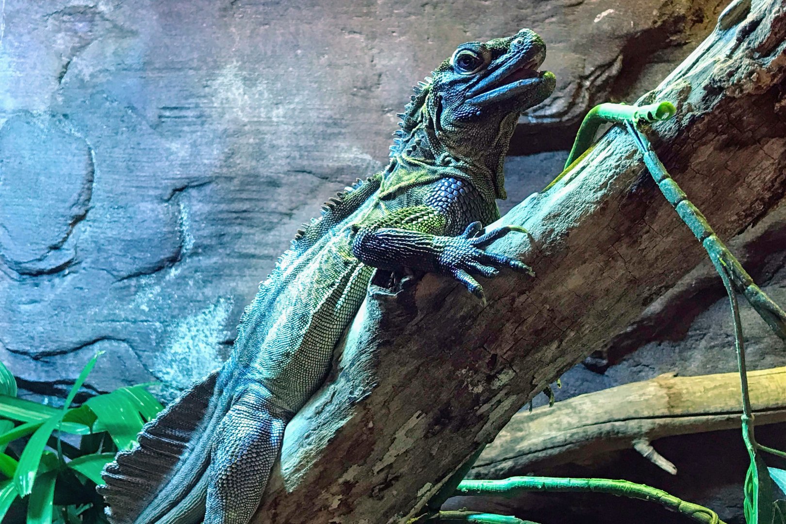 Philippine Sailfin Lizard