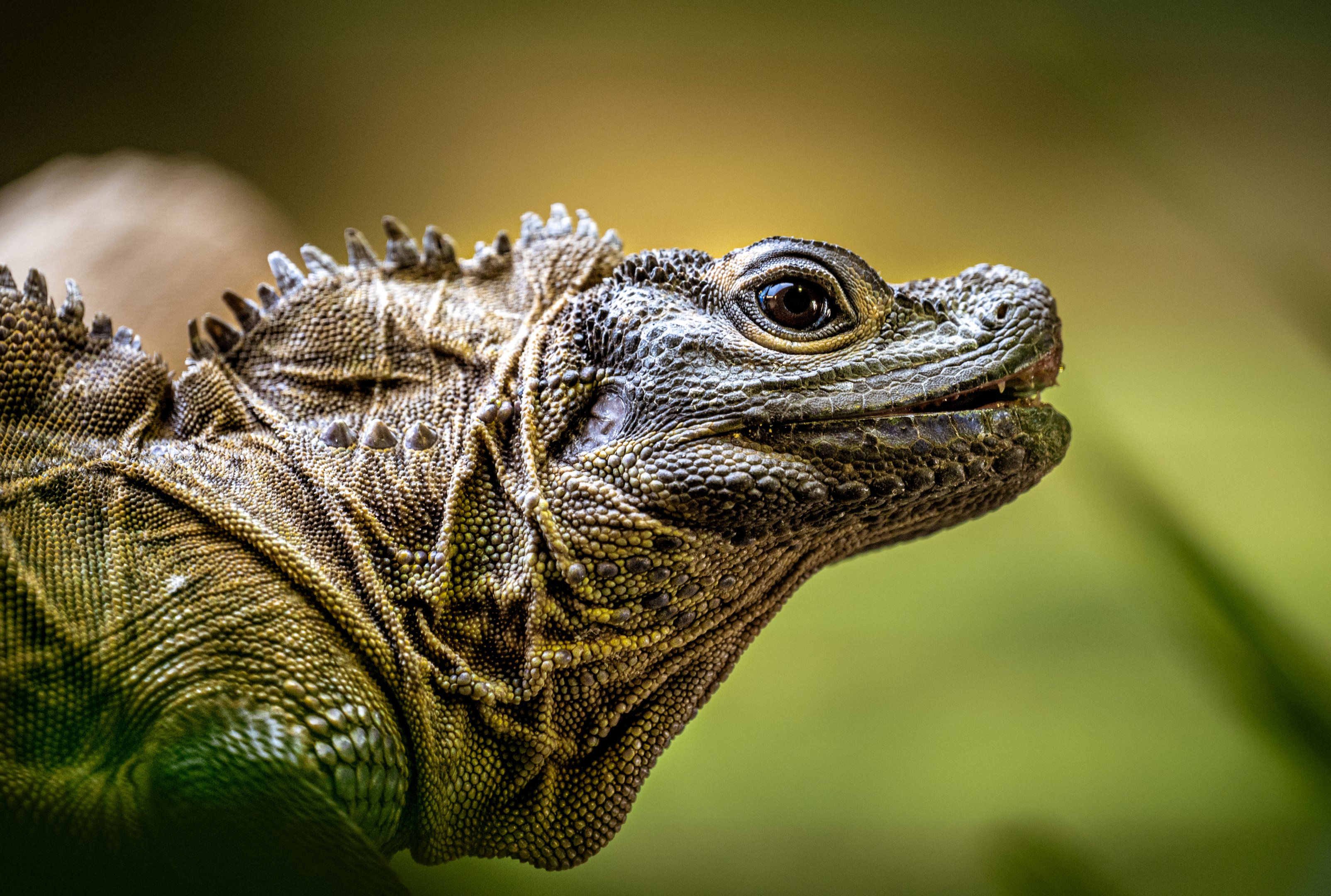 Philippine Sailfin Lizard
