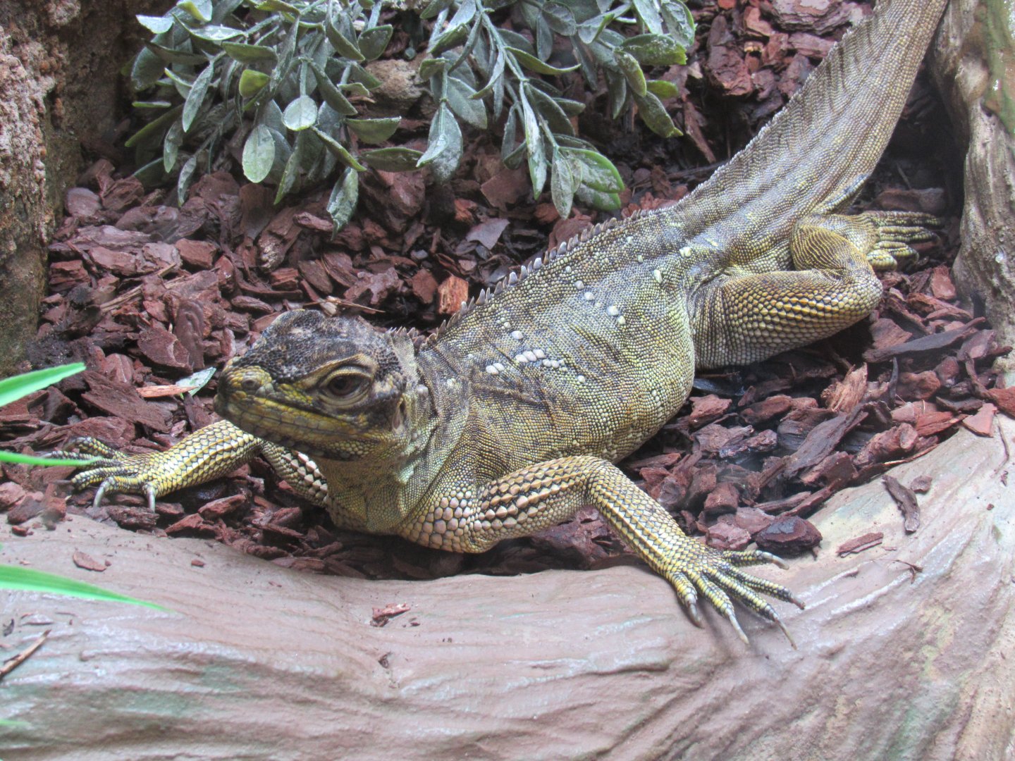 Philippine Sailfin Lizard