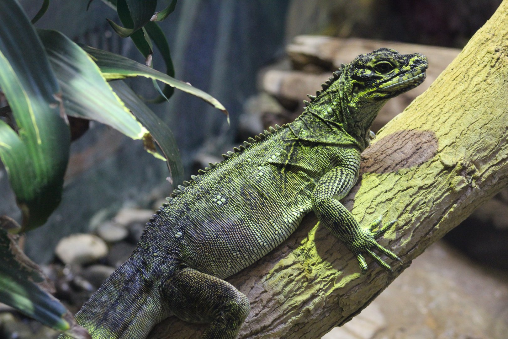 Philippine Sailfin Lizard