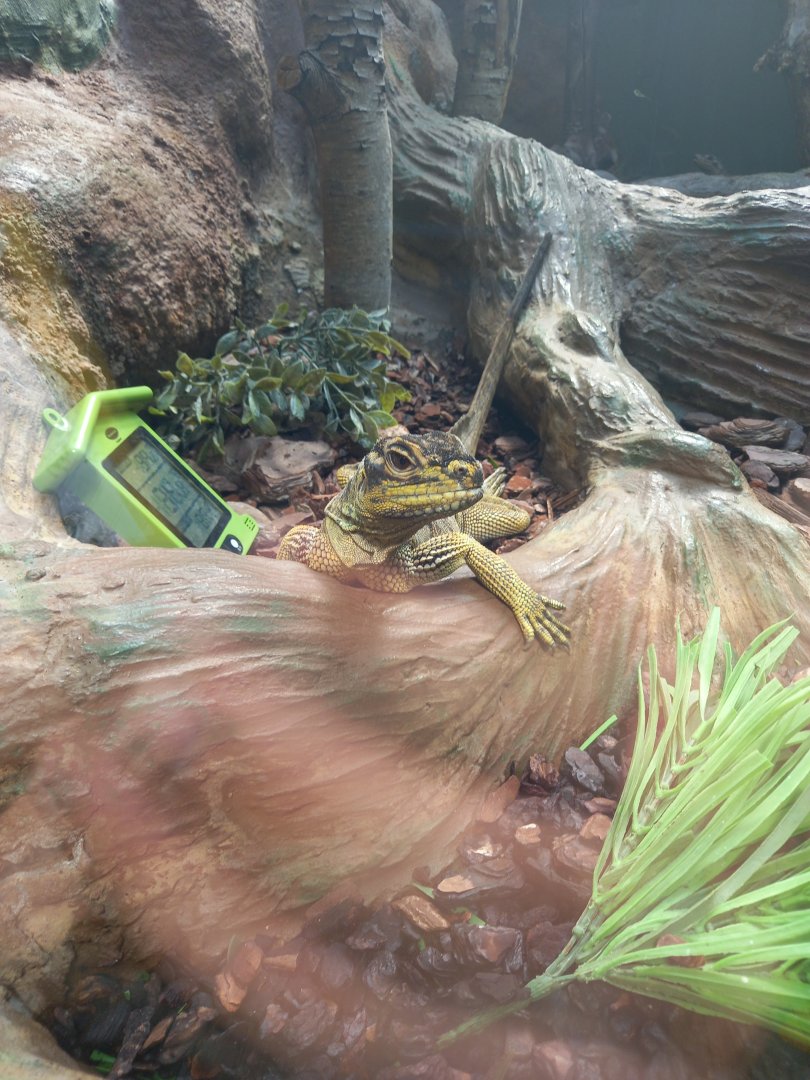 Philippine Sailfin Lizard