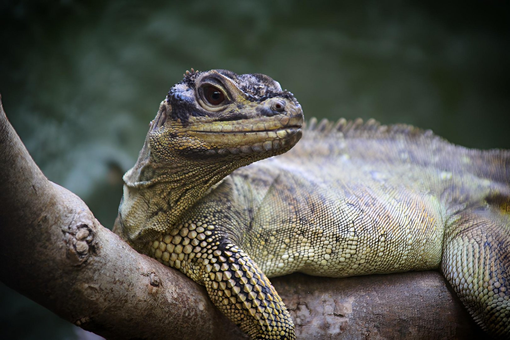Philippine Sailfin Lizard