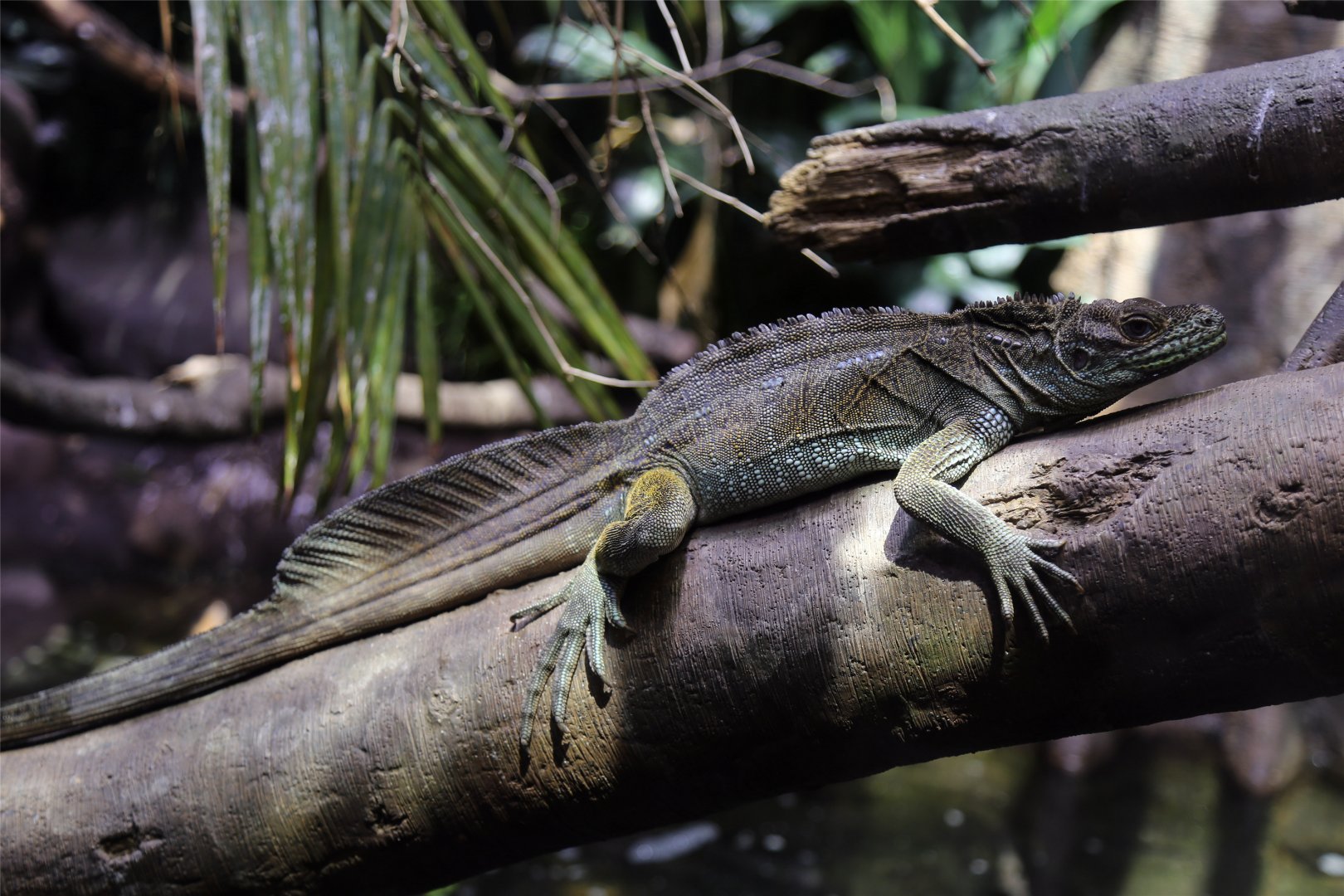 Philippine Sailfin Lizard