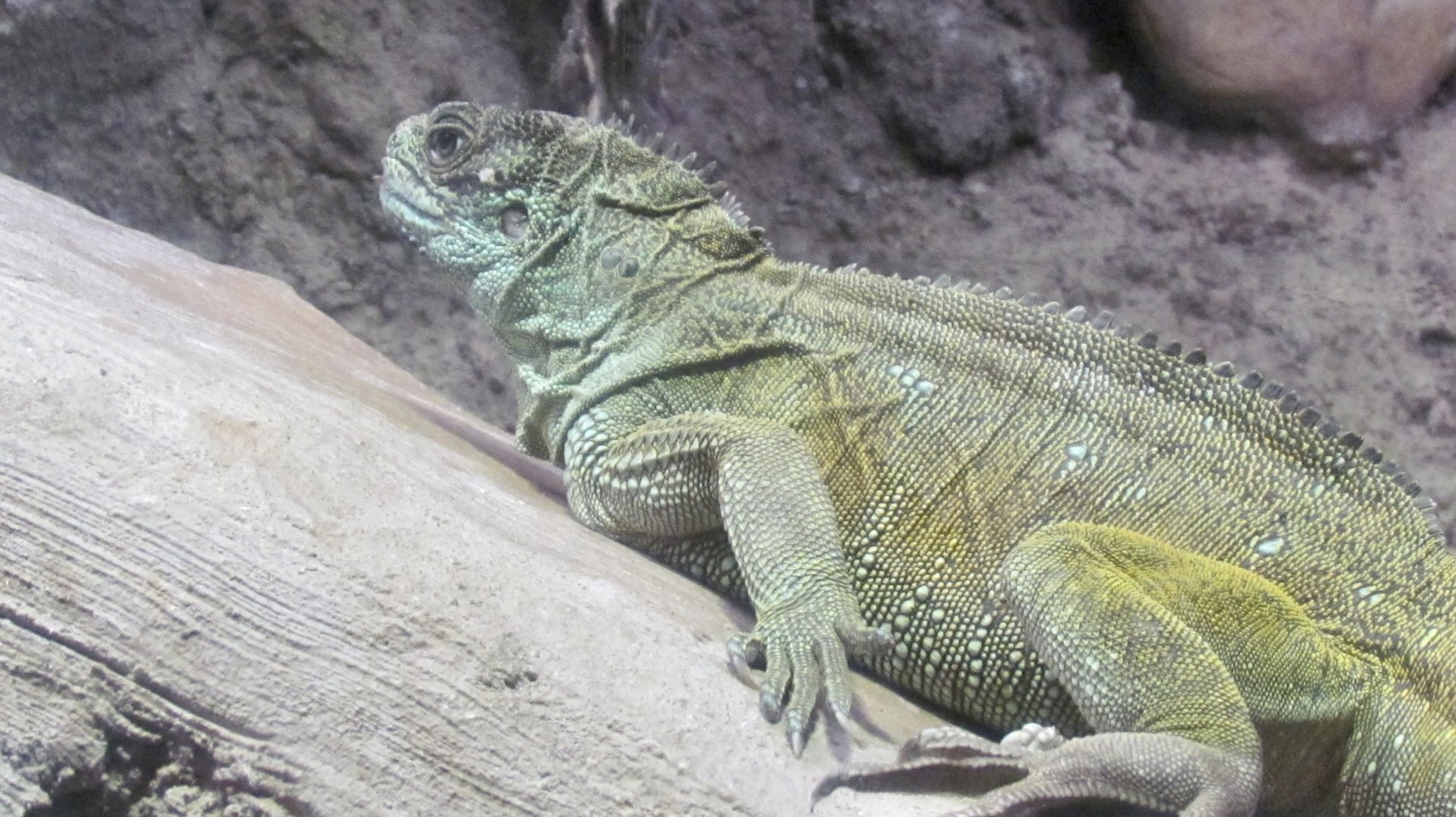 Philippine Sailfin Lizard