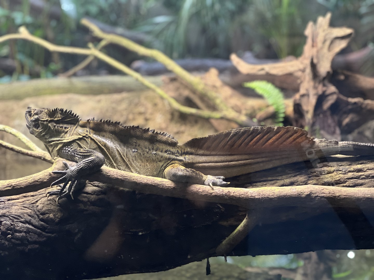 Philippine Sailfin Lizard