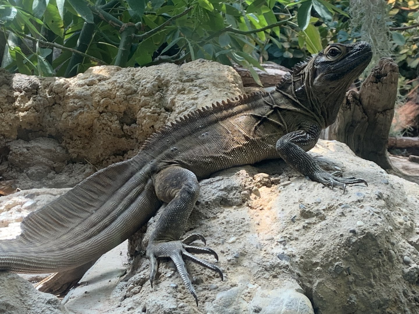 Philippine sailfin lizard