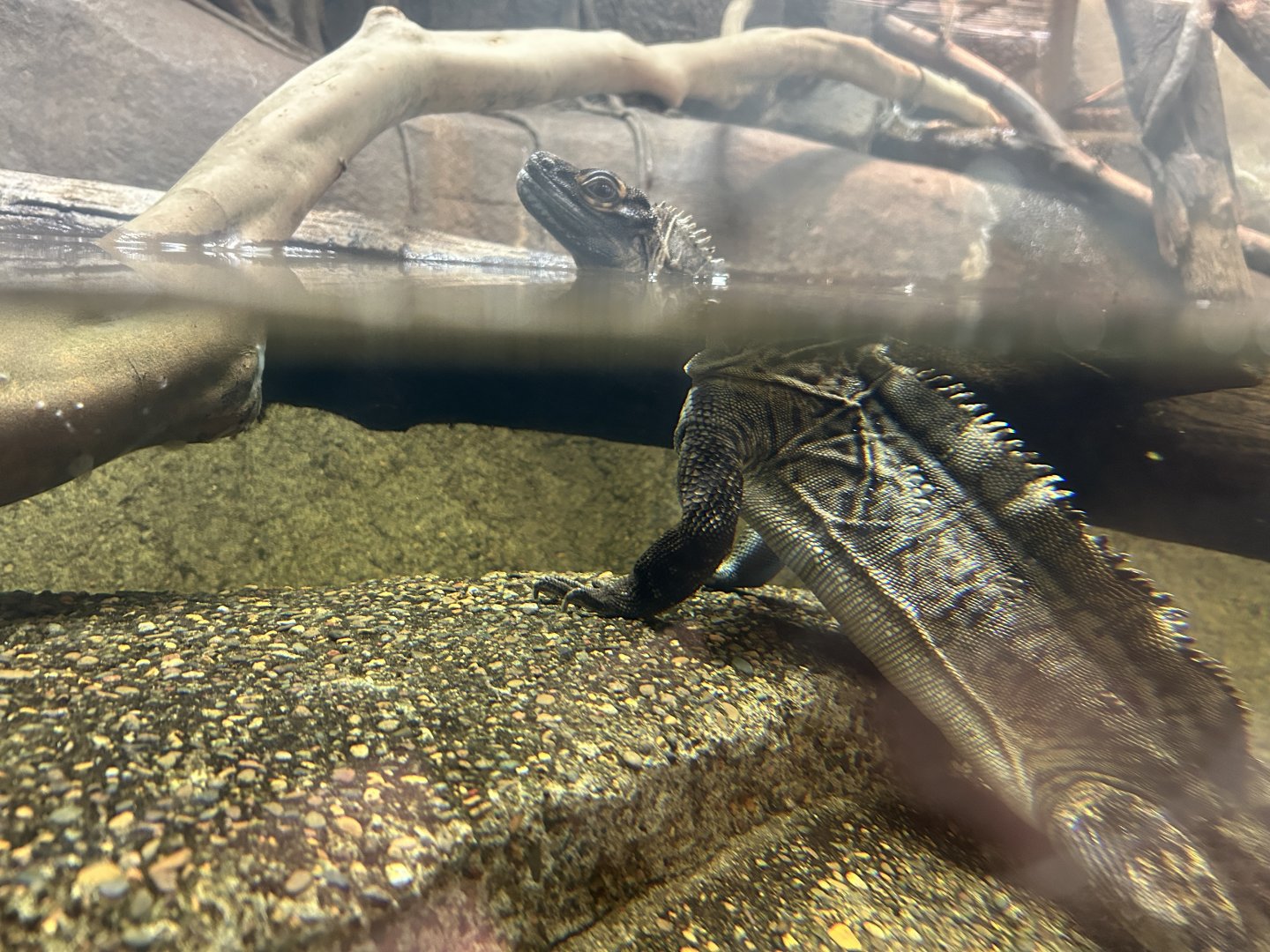 Philippine Sailfin Lizard