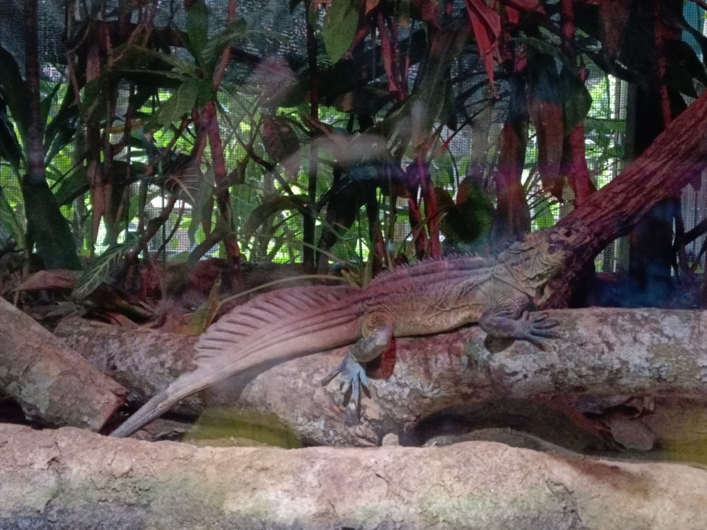 Philippine Sailfin Lizard