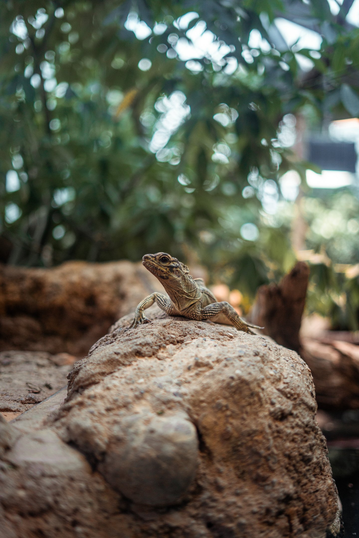 Philippine sailfin lizard