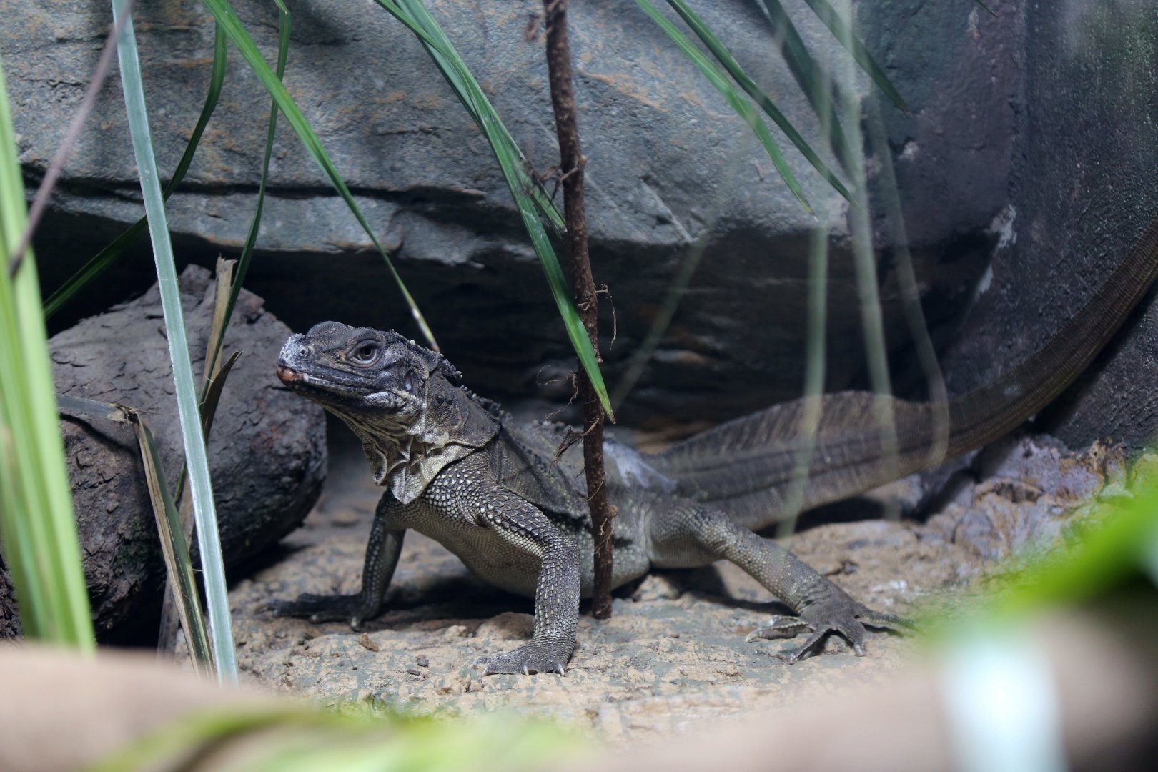 Philippine Sailfin Lizard