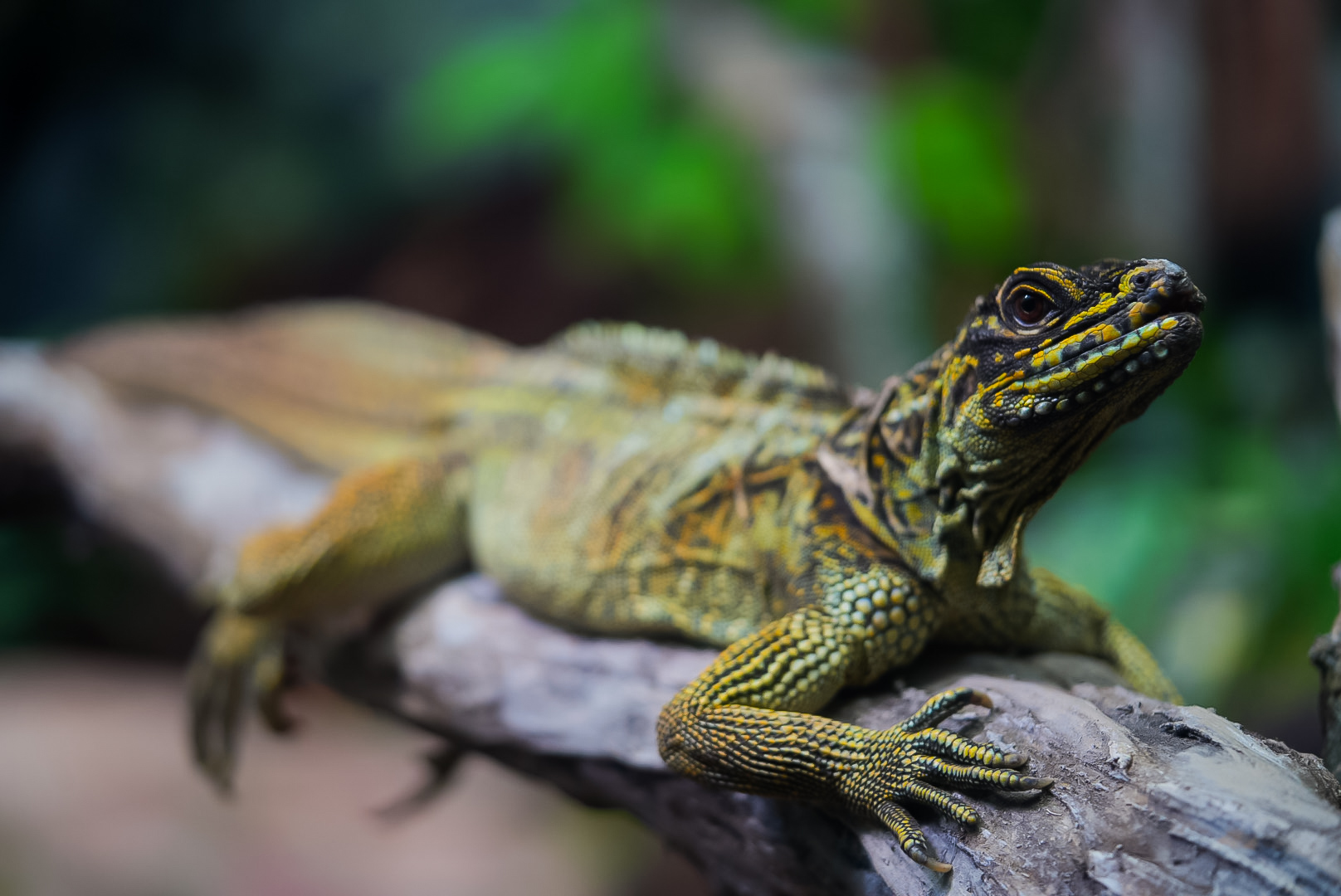 Philippine Sailfin Lizard