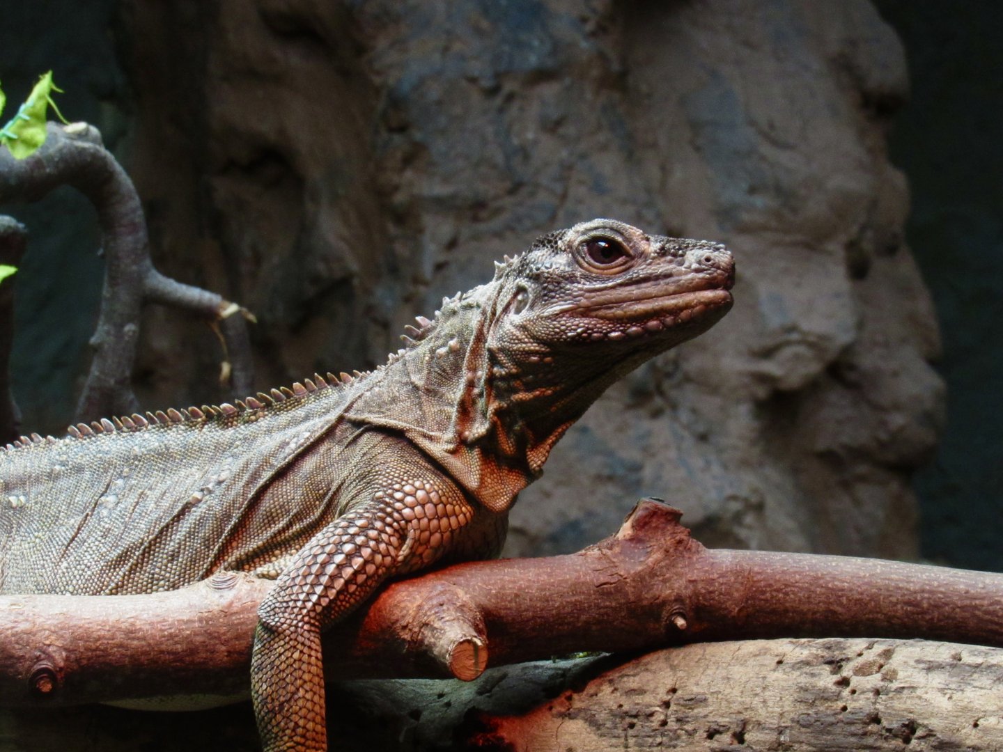Philippine sailfin lizard