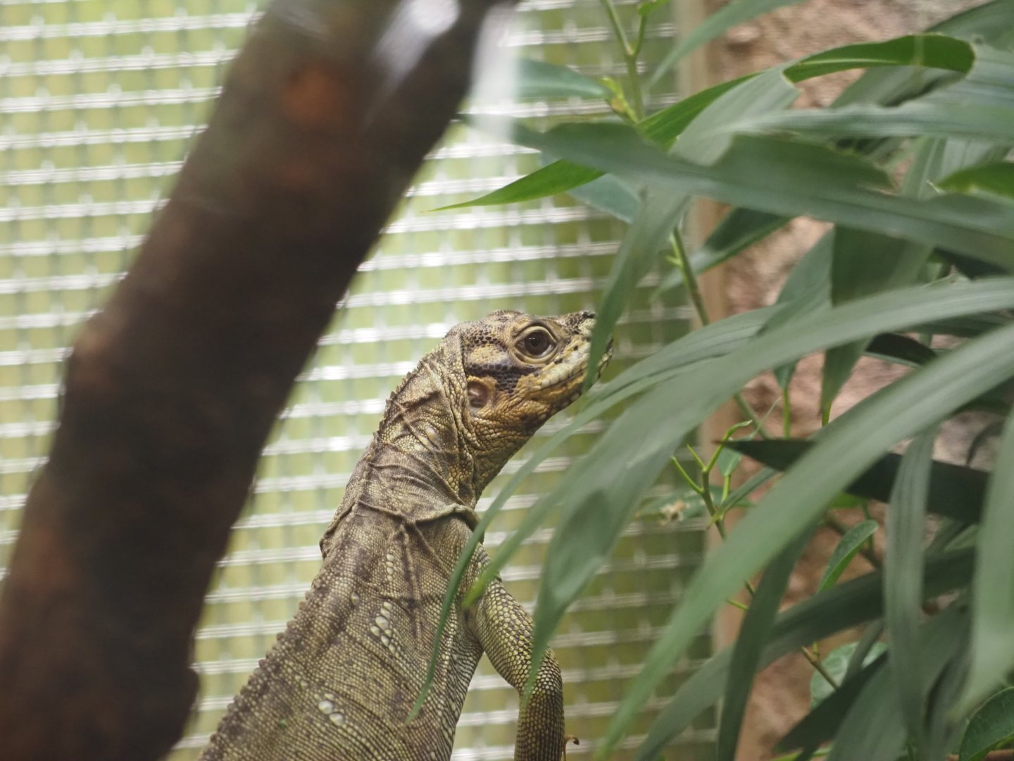 Philippine Sailfin Lizard