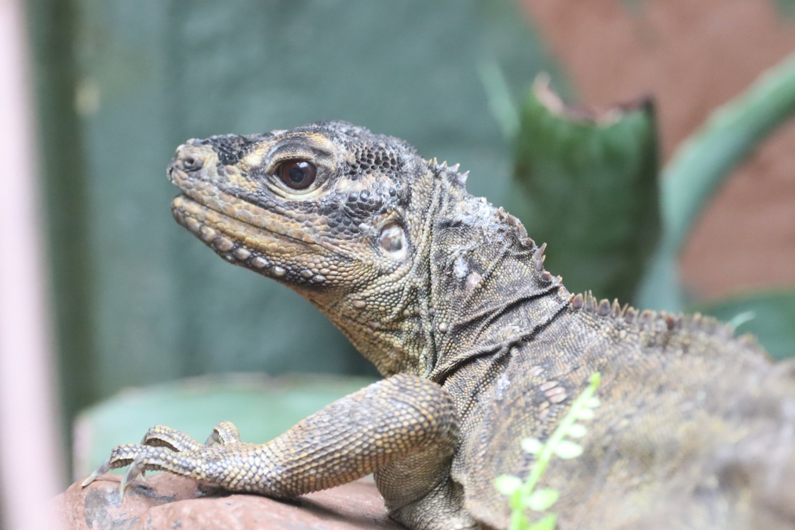 Philippine Sailfin Lizard