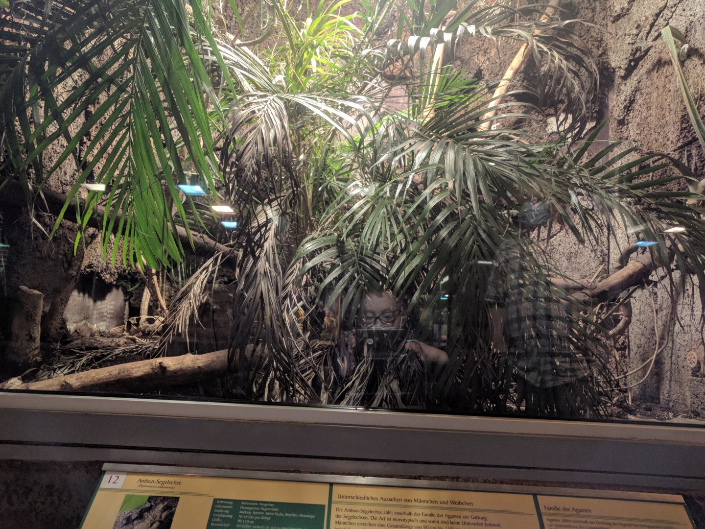 Philippine Sailfinn Lizard Enclosure