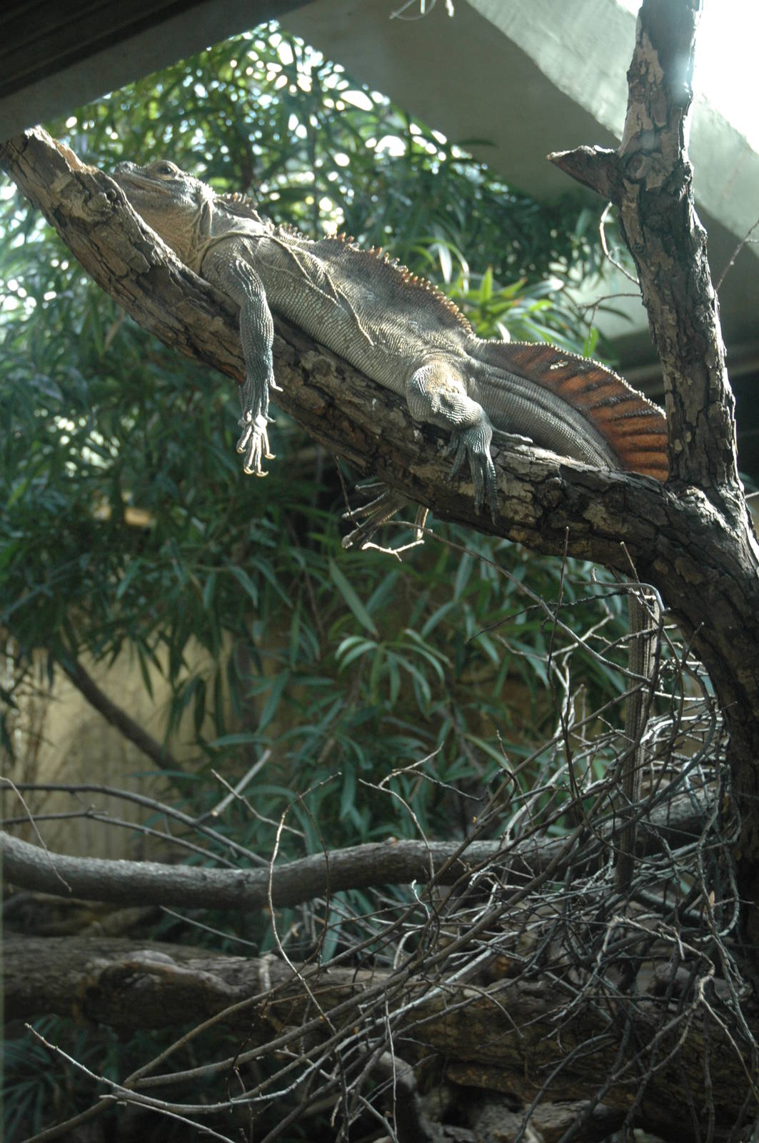 Philippine Sailfinned Lizard