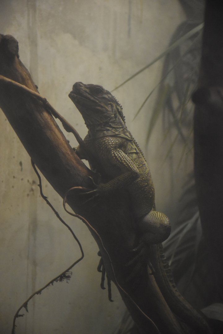 Philippine salafin lizard