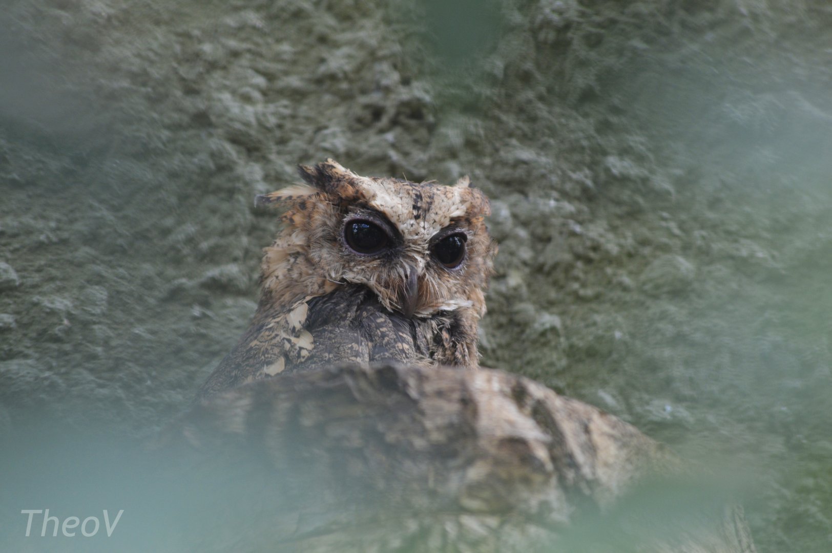 Philippine scops owl [2019]