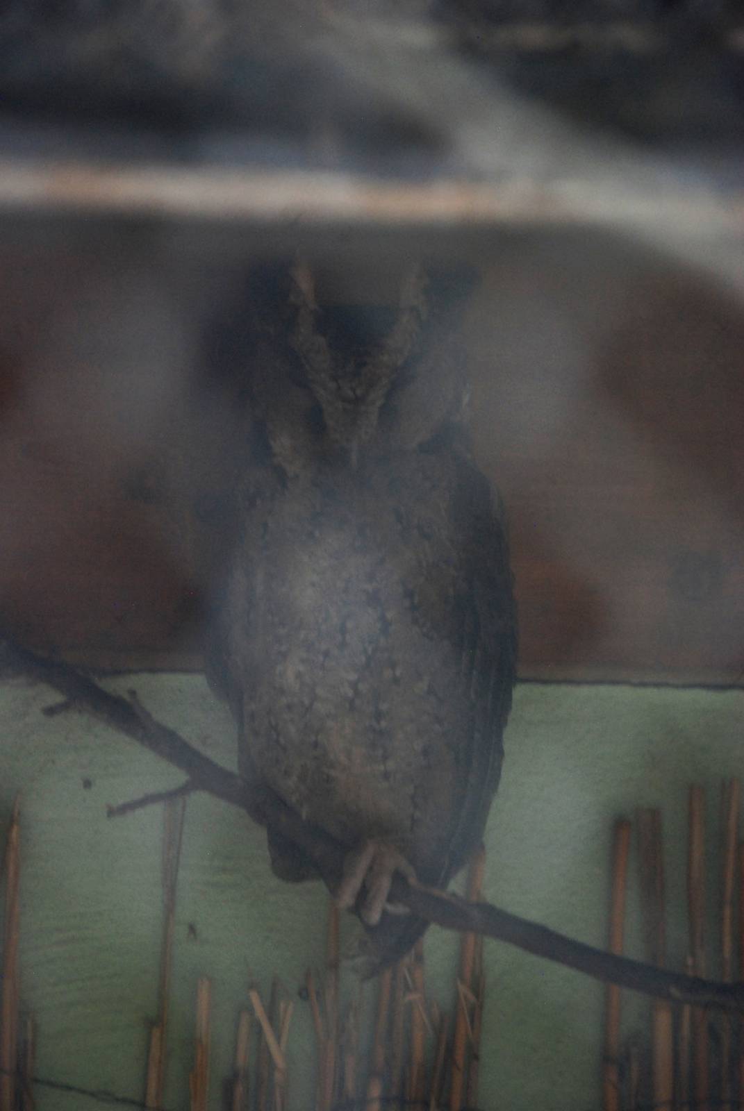 Philippine Scops Owl at Prague, 25/08/12