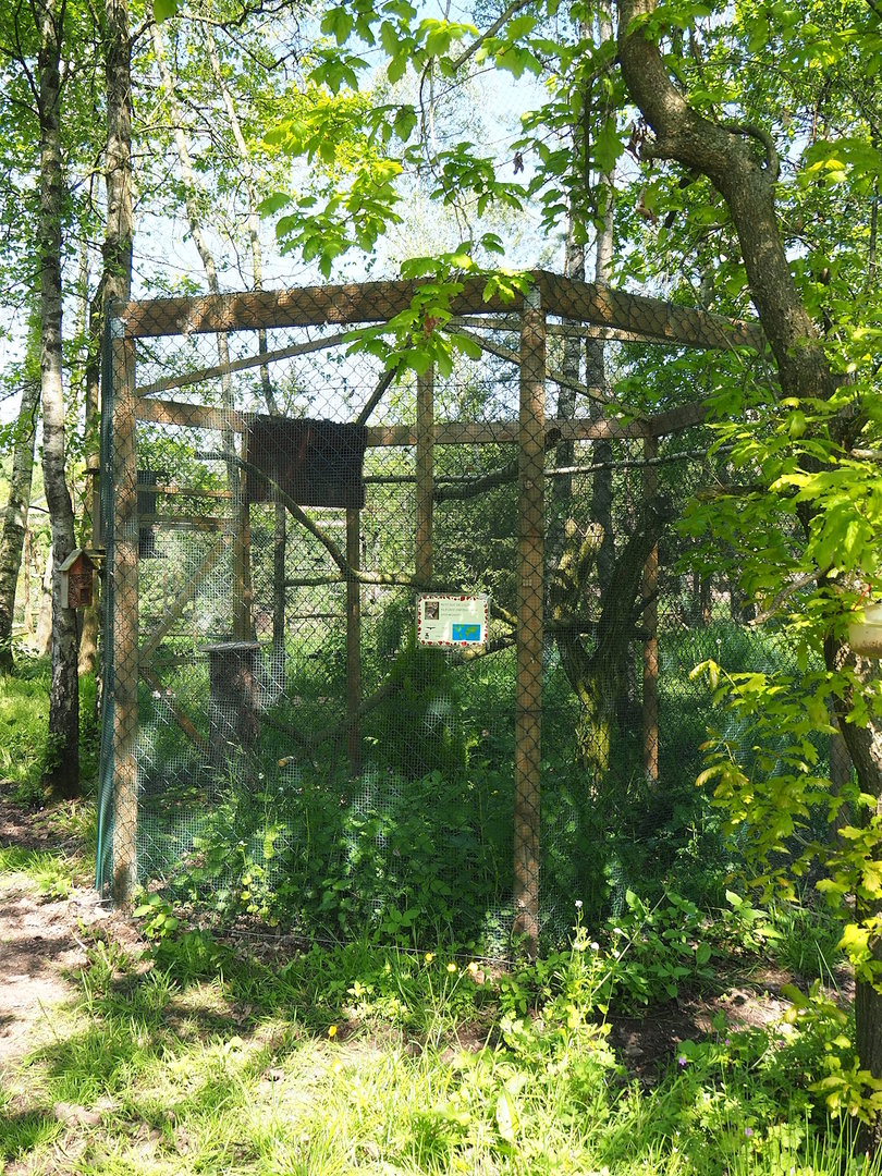 Philippine Scops owl aviary, 2023-05-19