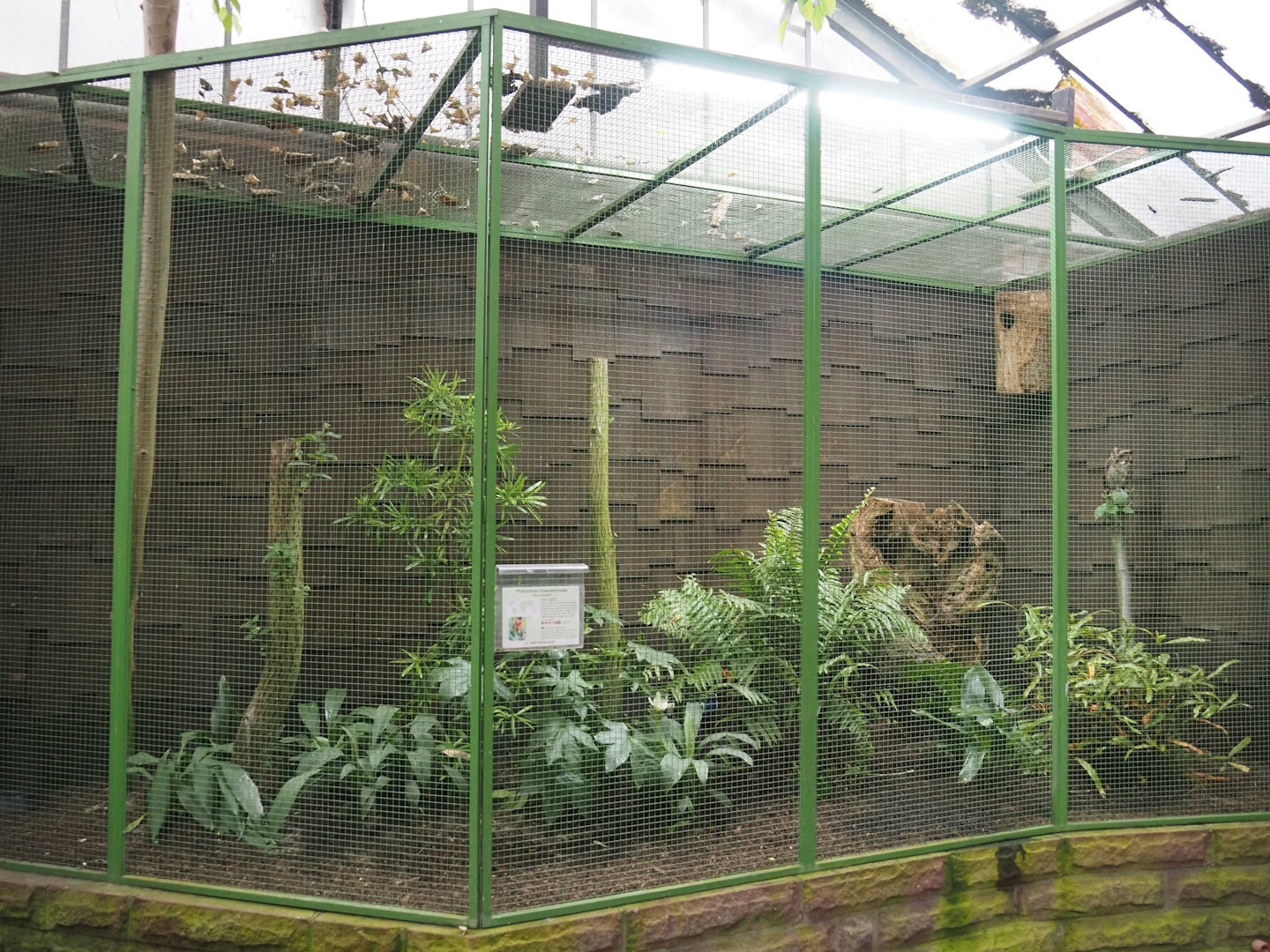 Philippine scops-owl aviary, 2024-05-22