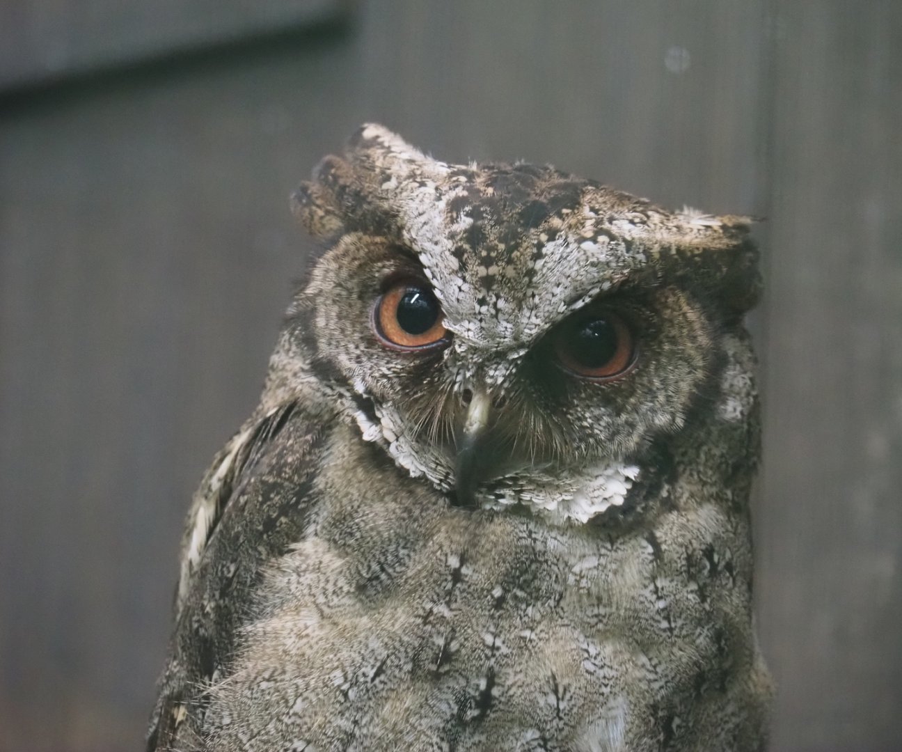 Philippine scops-owl (Otus megalotis), 2024-05-22
