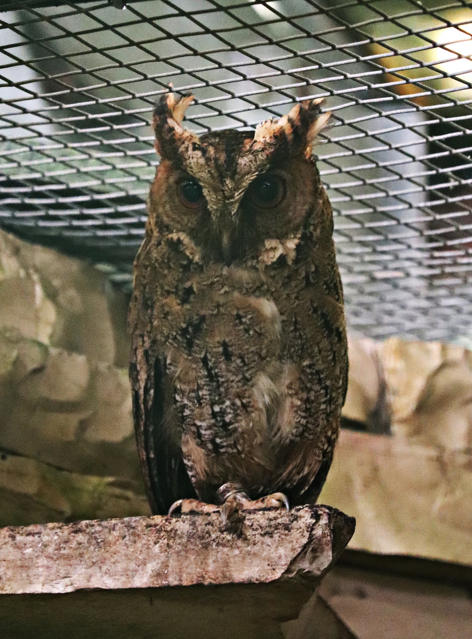 Philippine scops owl (Otus megalotis) - Paradieshalle