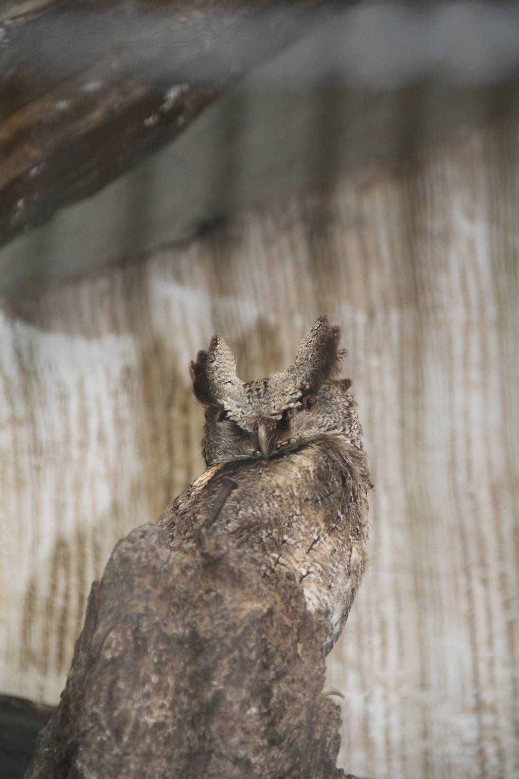 Philippine Scops Owl (Otus megalotis)