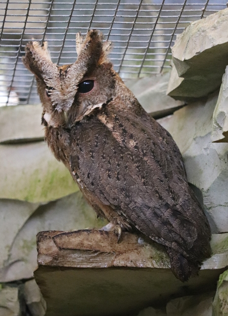 Philippine scops owl (Otus megalotis)