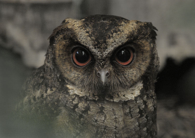 Philippine scops owl