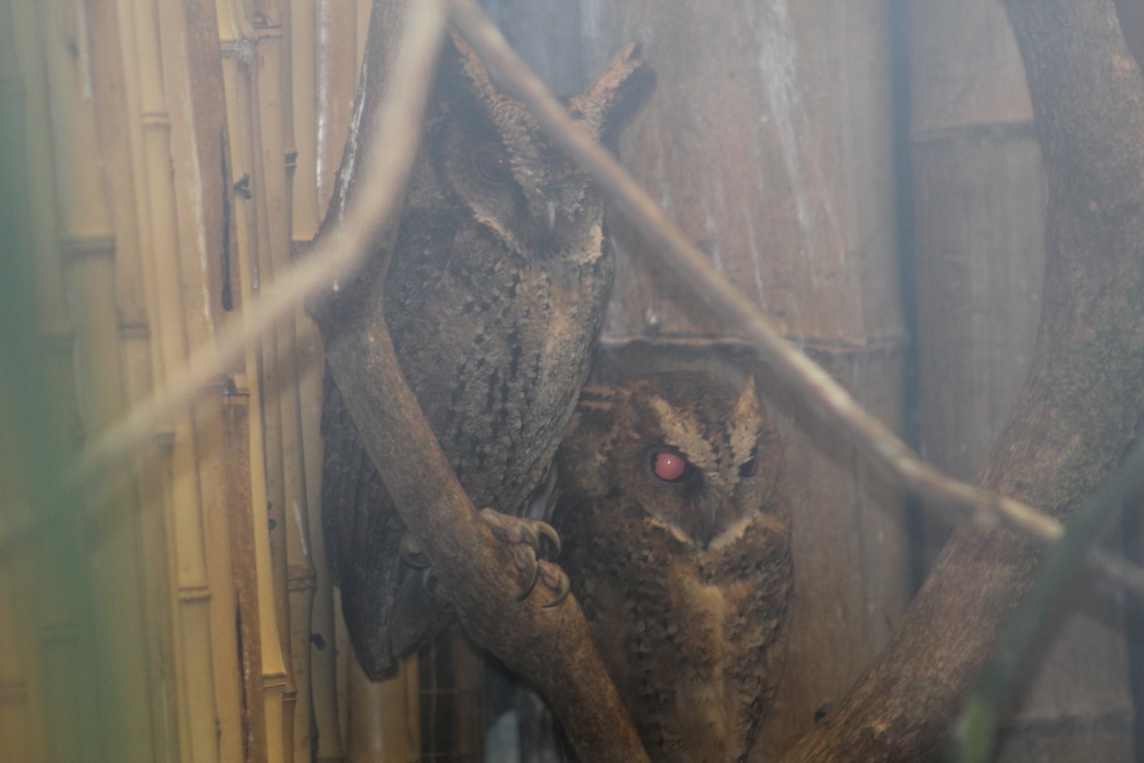 Philippine Scops Owl