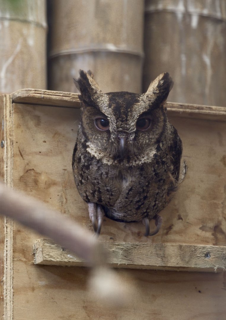 Philippine scops owl
